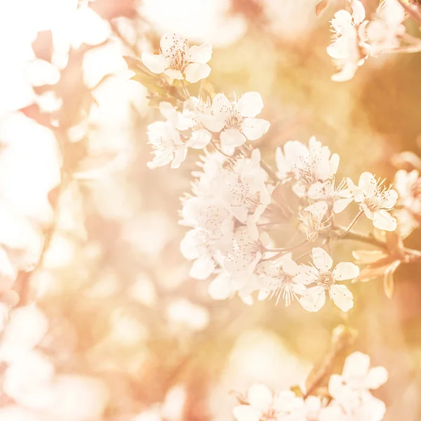 Flor de manzano — Foto de Stock