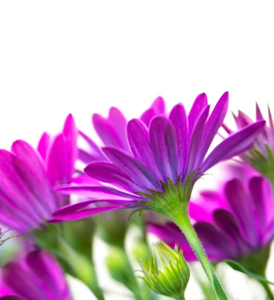 아름다운 자주색 꽃들 — 스톡 사진