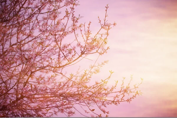 Blooming tree over sunset — Stockfoto