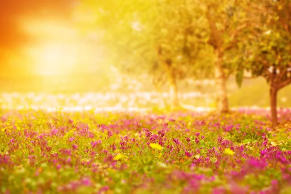 Όμορφο ηλιοβασίλεμα στο floral πεδίο — Φωτογραφία Αρχείου