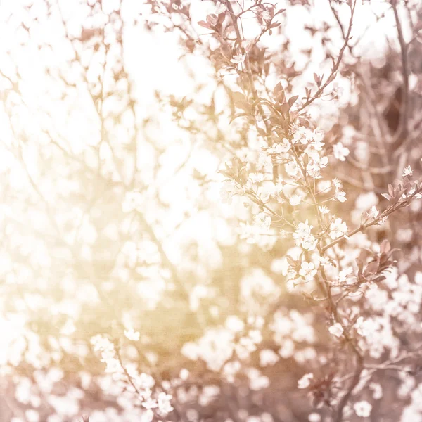 Cherry blossom — Stock Image Cherry blossom Stock Image