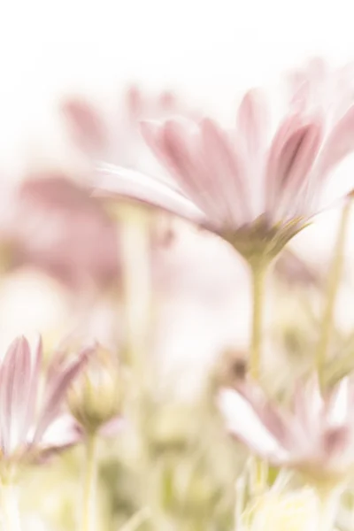 Hermosas flores de margarita rosa — Foto de Stock