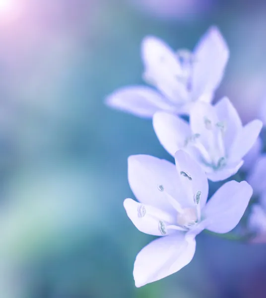 Mjuka vita blommor — Stockfoto