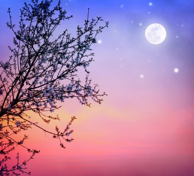 gece gökyüzü boyunca çiçek açan ağaç
