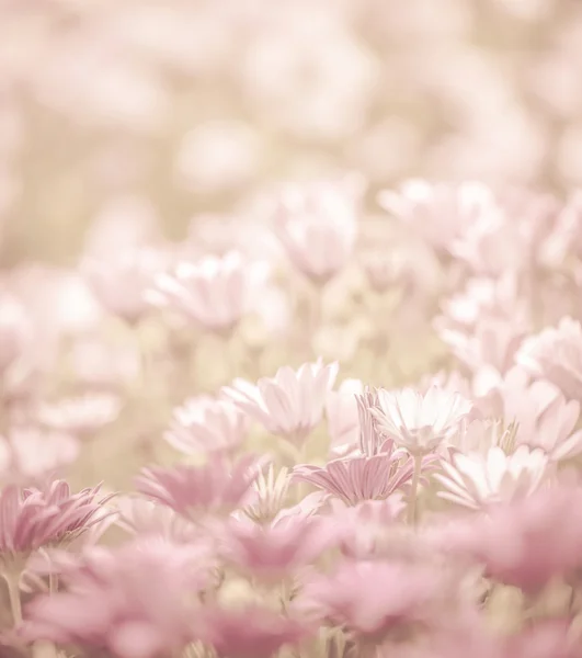 Gänseblümchenblumenfeld — Stockfoto