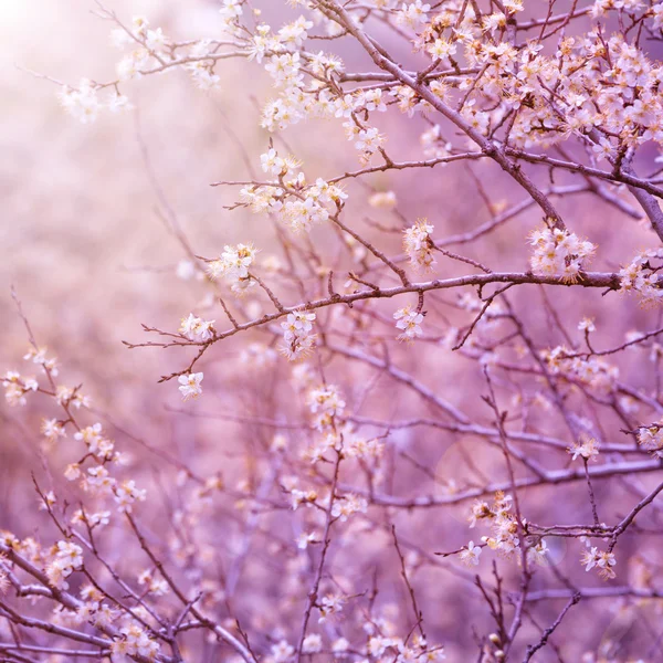 Cherry tree blossom