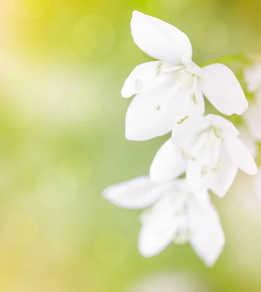 Anbud vita blommor — Stockfoto