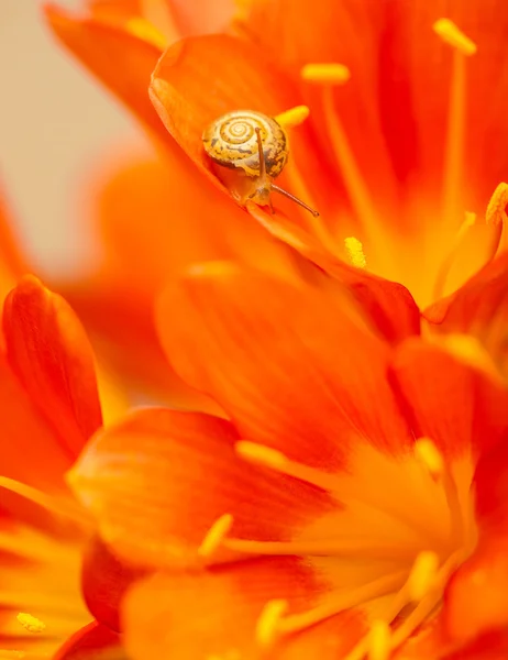 Kleine Schnecke auf roter Krokusblume — Stockfoto