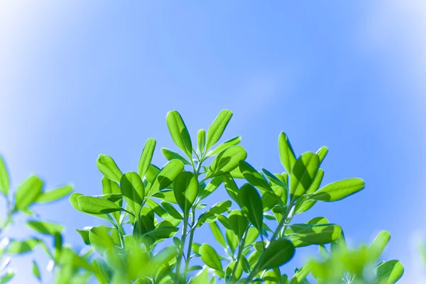 Árvore verde sobre céu azul — Fotografia de Stock