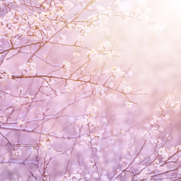 Blooming fruit tree — Stock Image Blooming fruit tree Stock Image