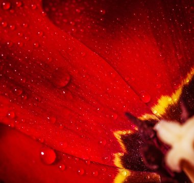 çekirdek kırmızı lale