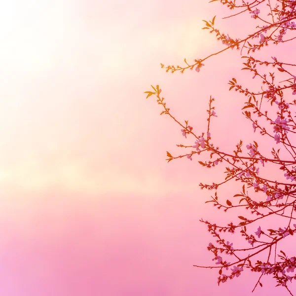 Apple tree blossom on pink sunset — Stock Photo, Image