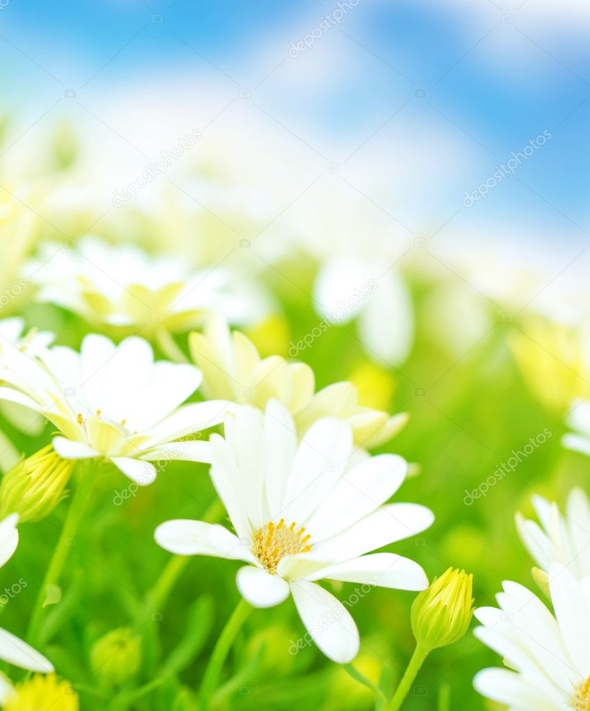 Daisy flowers field
