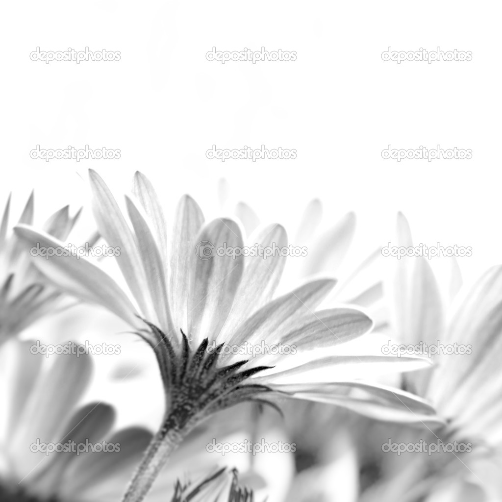 Gentle daisy flowers