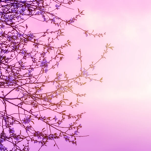 Cherry blooming over sunset — Stock Photo, Image