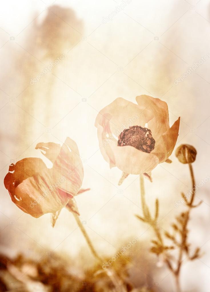 Grunge photo of poppy flowers