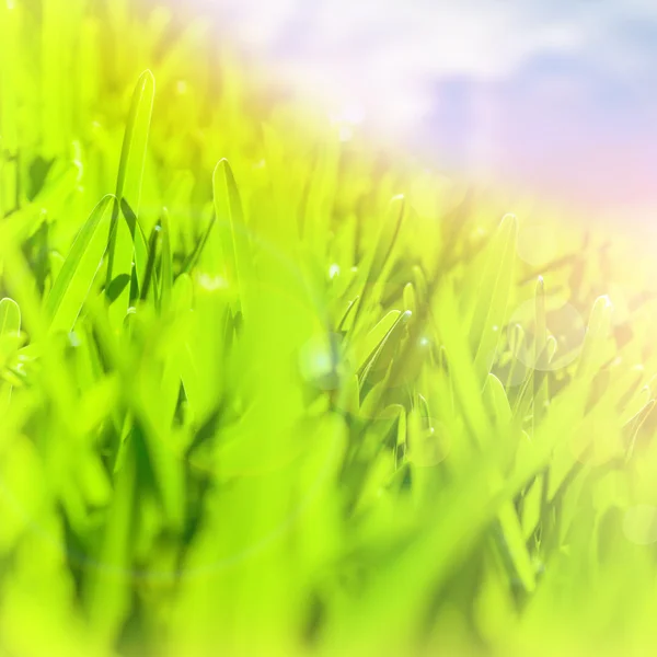 Fronteira de grama verde abstrata — Fotografia de Stock