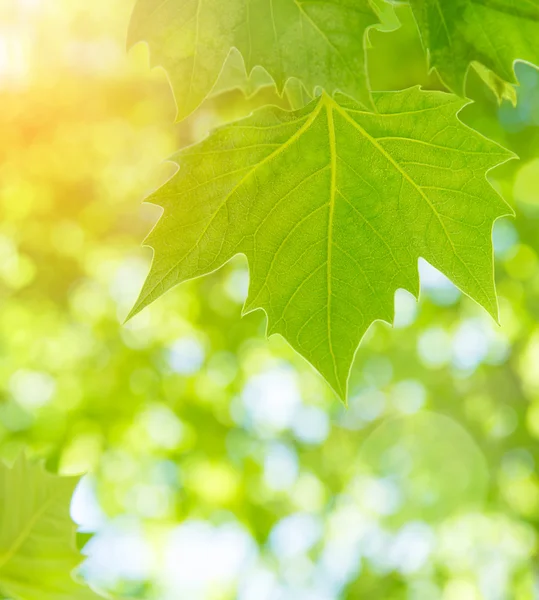 Taze yeşil akçaağaç yaprakları — Stok fotoğraf