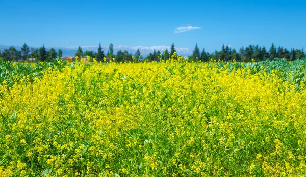 Koolzaad gebied van verse bloemen — Stockfoto