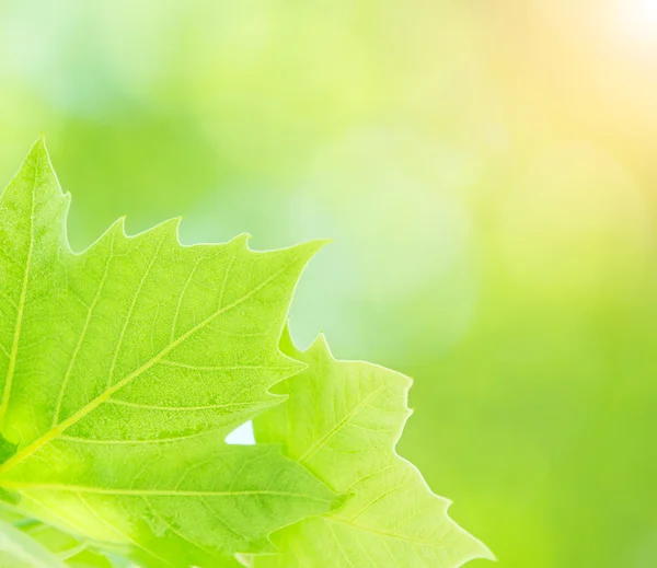 Feuilles d'arbre vert frais — Photo