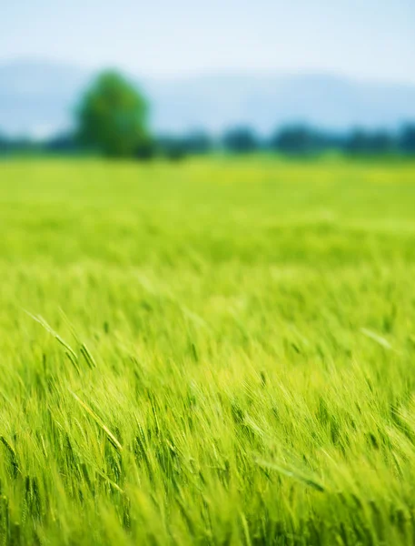 신선한 녹색 밀밭 — 스톡 사진