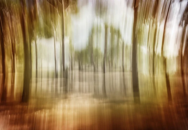 Soft focus photo of forest — Stock Photo, Image