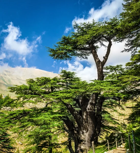 Lebanese Cedar Tree Wallpaper
