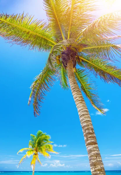 Palm tree — Stock Photo, Image