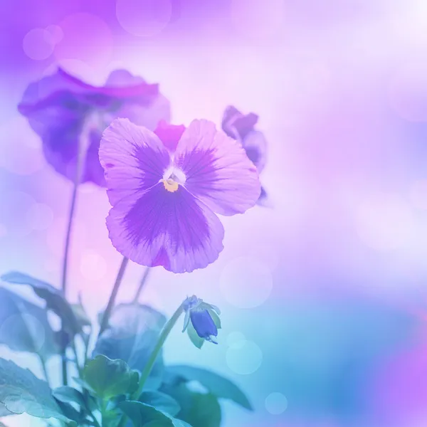 Purple pansies flowers — Stock Photo, Image