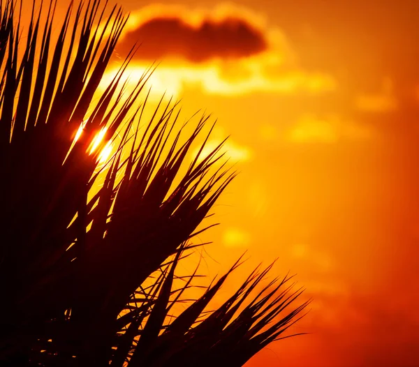 在日落的棕榈剪影 — 图库照片