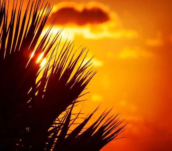 Silhouette di palma sopra il tramonto — Foto Stock