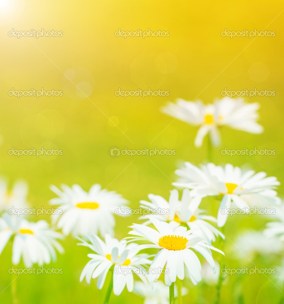 Daisies flowers field