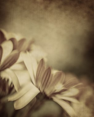 Papatya çiçek Grunge fotoğraf