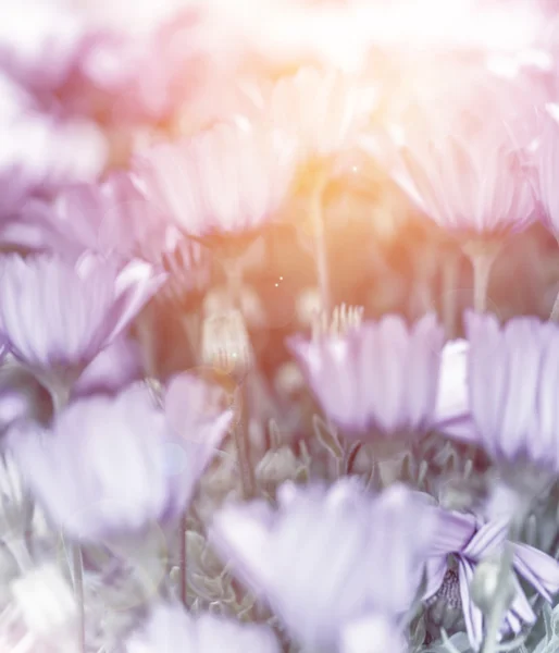 Daisy alanın yumuşak odak — Stok fotoğraf