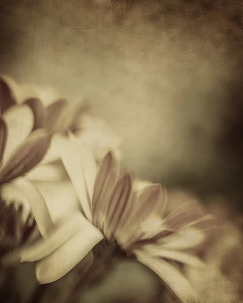 Grunge foto de flores da margarida — Fotografia de Stock