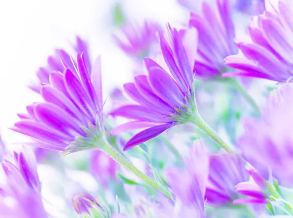 Gentle pink daisy flowers — Stock Photo, Image