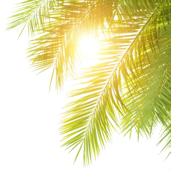 Green palm leaves border — Stock Photo, Image