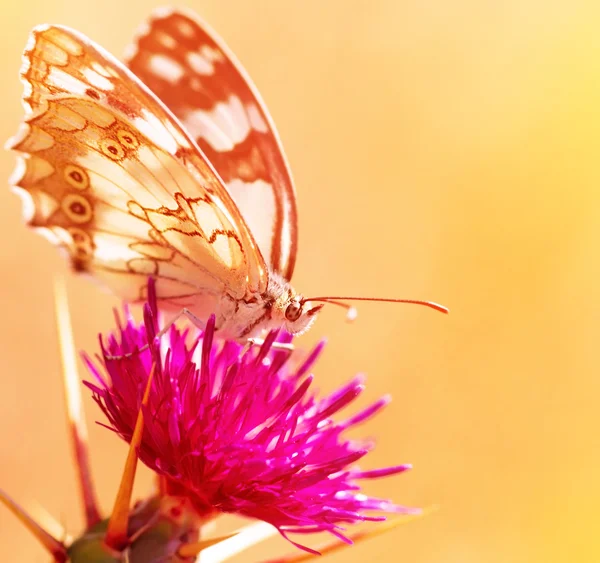 Hermosa mariposa en flor — Foto de Stock