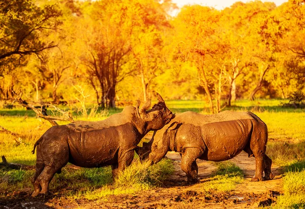 Dois rinocerontes lutadores — Fotografia de Stock