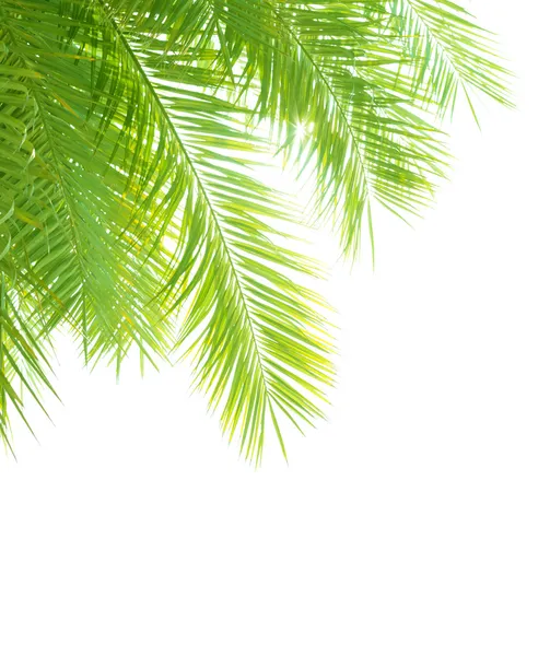 Palm tree leaves border — Stock Photo, Image