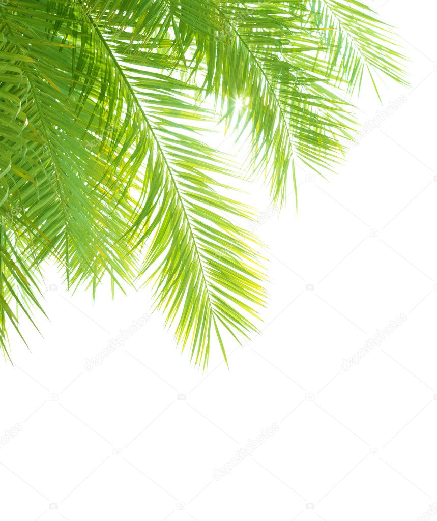 Palm trees borders Palm tree leaves border — Stock Photo © Anna_Om