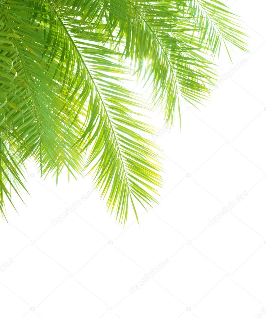 Palm tree leaves border