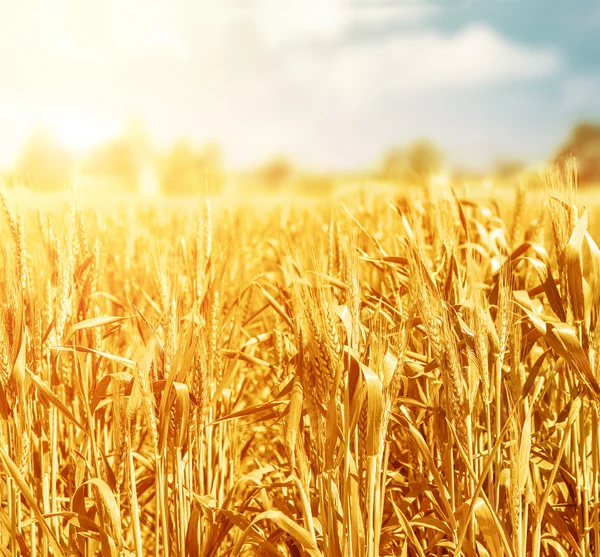 Пшеничное поле в солнечный день — стоковое фото