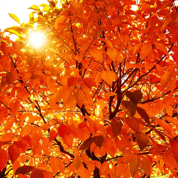 Natural autumn background