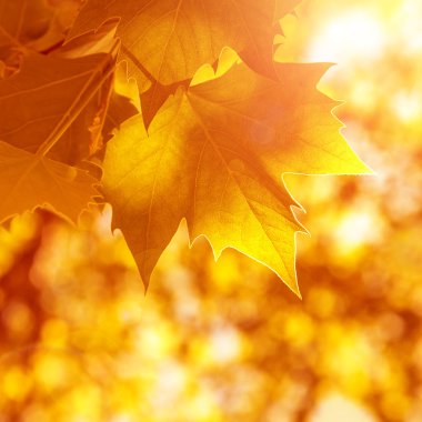 Abstract autumn background clipart