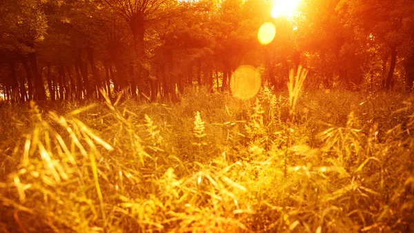 Höstlig park — Stockfoto