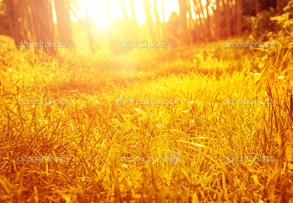 оранжевое свечение. к вечеру. яркое солнце. солнечные лучи. желто-оранжевые лучи.