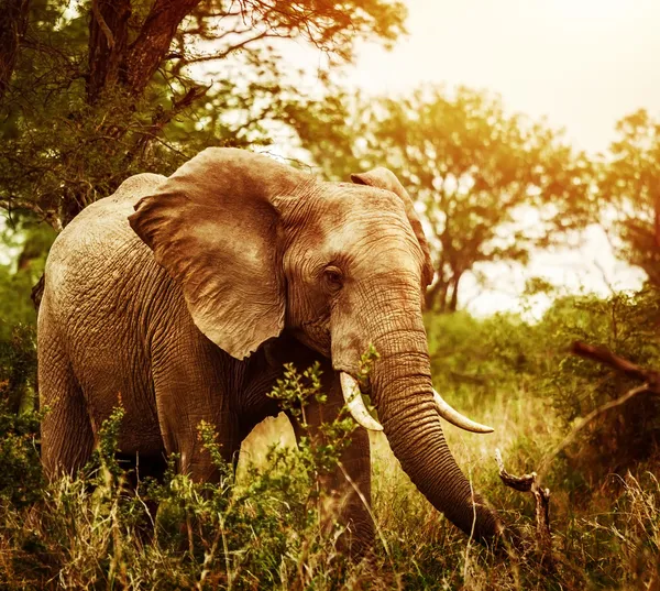 Enorme elefante ao ar livre — Fotografia de Stock