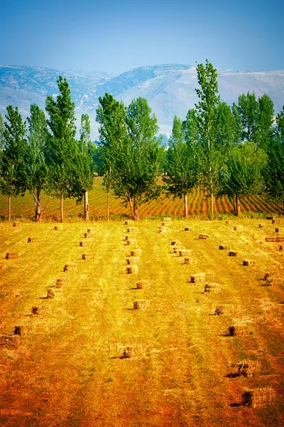 Vele haycocks op gouden droge veld — Stockfoto