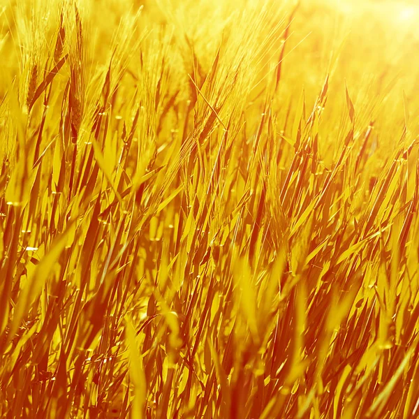 Abstrakte goldene Gras Hintergrund — Stockfoto